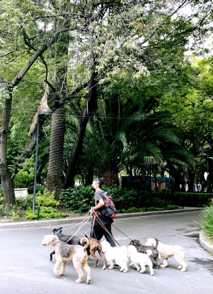 A dog walker with a pack of dogs crossing a leafy street by Parque Mexico in Condesa, Mexico City