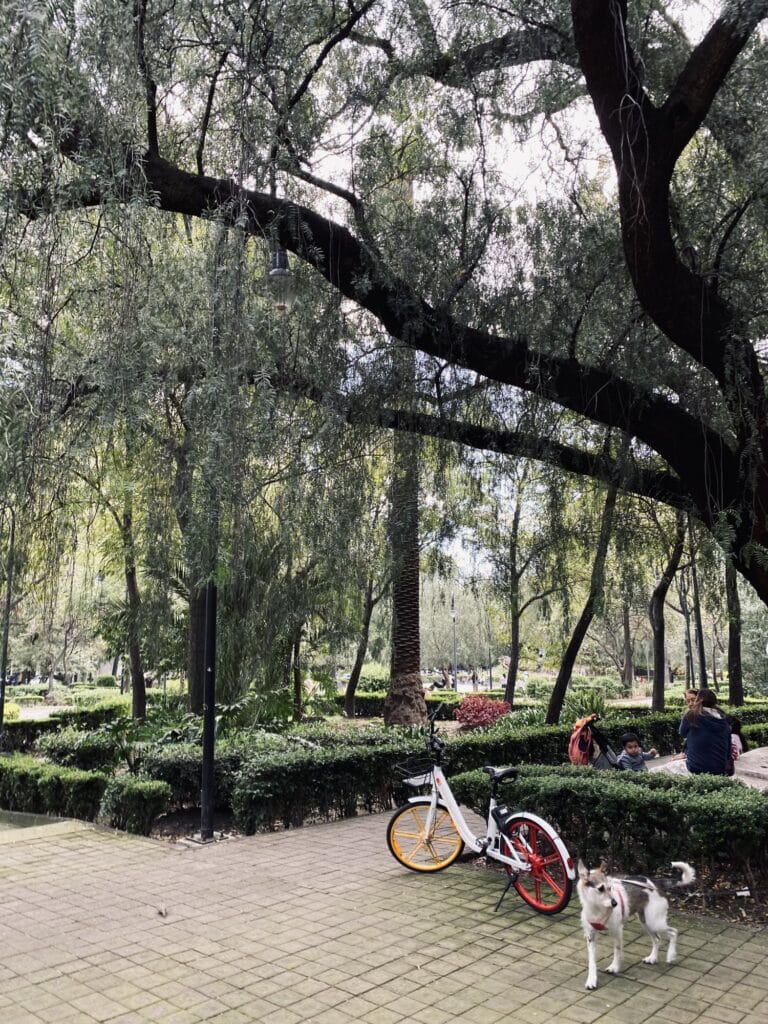 Parque Mexico in Condesa with willow branches overhead, a shared bike, and a dog on the path, Mexico City