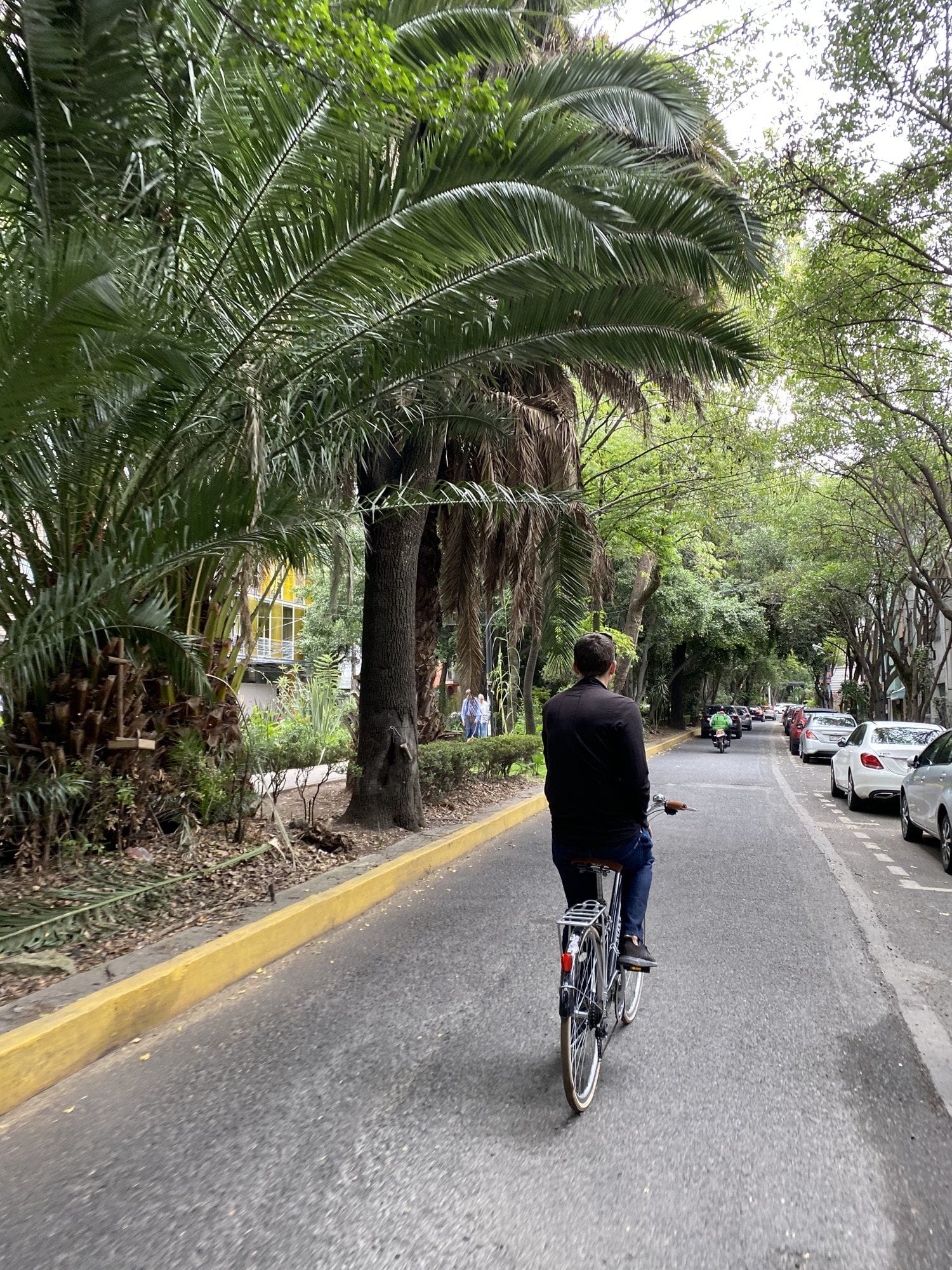 Cyclist riding under green trees on a tree-lined street in Condesa, Mexico City, on a taco bike tour